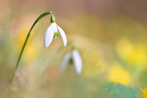 Schneegklöckchen und Winterlinge