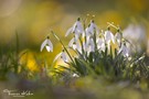 Schneeglöckchen im schönen Abendlicht