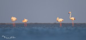 Flamingos in der Camargue