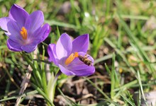 Honigbiene nascht am Krokus