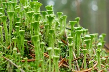 Ein Wald von Cladonia