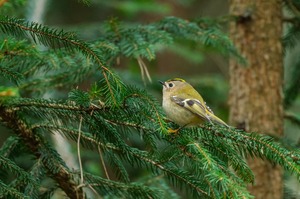 Wintergoldhähnchen