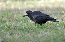 *Corvus frugilegus*