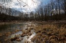 Teich im Vorfrühling