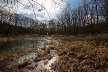 Teich im Vorfrühling