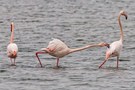 Warum Flamingos so lange Hälse haben.