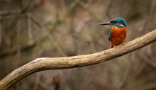 Eisvogel auf alten Ast im Auenwald