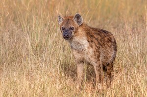 Tüpfelhyäne in der Massai Mara