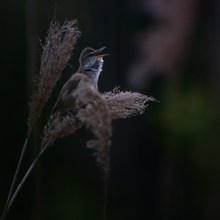 Drosselrohrsänger im letztem Licht