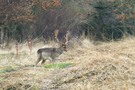 Zurück in den Wald