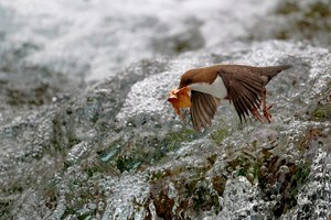 Wasseramsel...