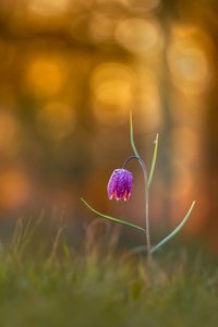 Schachbrettblume im Abendlicht