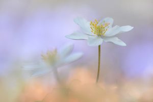 Anemonen unter sich