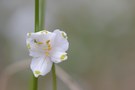 einzelne Blüte