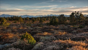 Hochmoor mit Bergblick