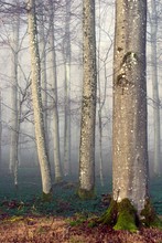 Dezember-Wald
