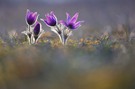 pulsatilla vulgaris