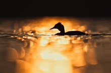 Haubentaucher vor aufgehender Sonne