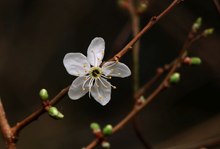 Die erste Blüte pünktlich zum Frauentag