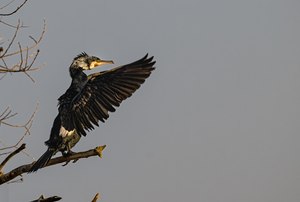 Gefieder Trocknen