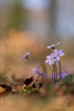 In voller Blüte