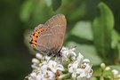 Der Pflaumen-Zipfelfalter (Satyrium pruni)