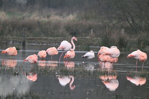 Flamingos