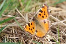 Großer Fuchs von gestern