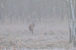 Ein frostiger Morgen ....