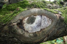 Auge im Apfelbaum