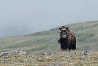 Morgens im Fjell