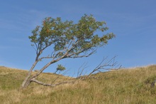 Windschief