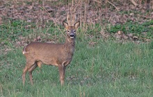 Rehbock im Bast