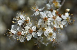 Nicht nur die Bienen ...