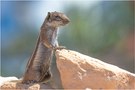 Die Afrikanischen Borstenhörnchen