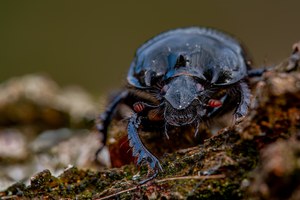 Stierkäfer