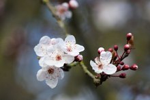 Blutpflaume Prunus cerasifera