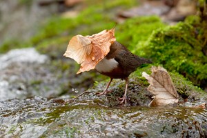 Wasseramsel....