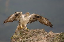 Bonelli`s Eagle