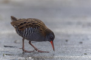 Futtersuche auf dem Eis