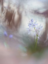 Scilla bifolia