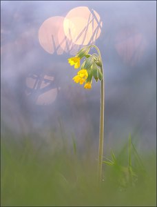 *Primula veris*