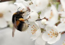 Hummel bestäubt Pflaumenblüte