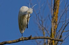 Ein Teuferl ?