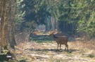 Rotwild auf dem Vormittatsspaziergang