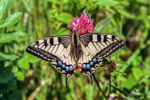 Papilio machaon