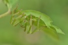 Grüne Huschspinne II