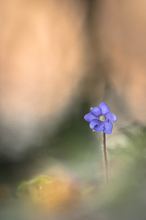 Ein Leberblümchen