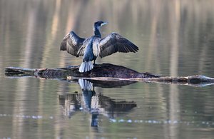 Kormoran