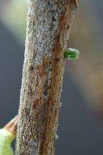 Der Reigen beginnt.